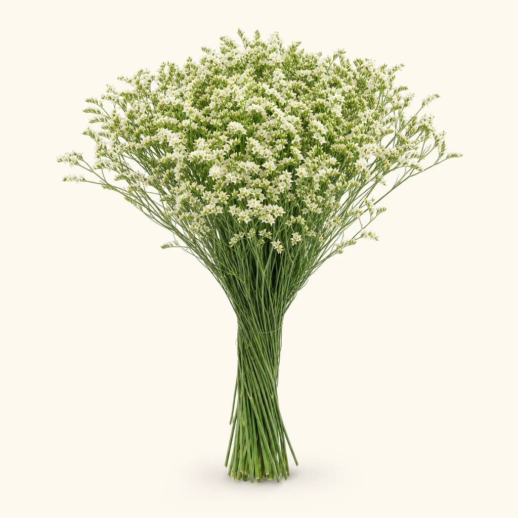 Limonium Piña Colada