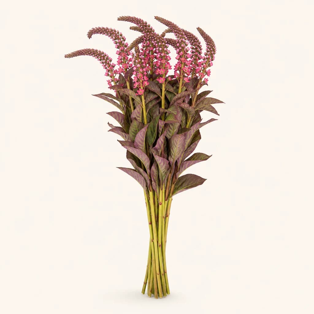 Lysimachia vermelha
