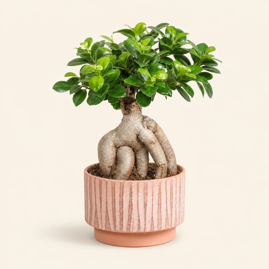 Bonsaï Ginseng