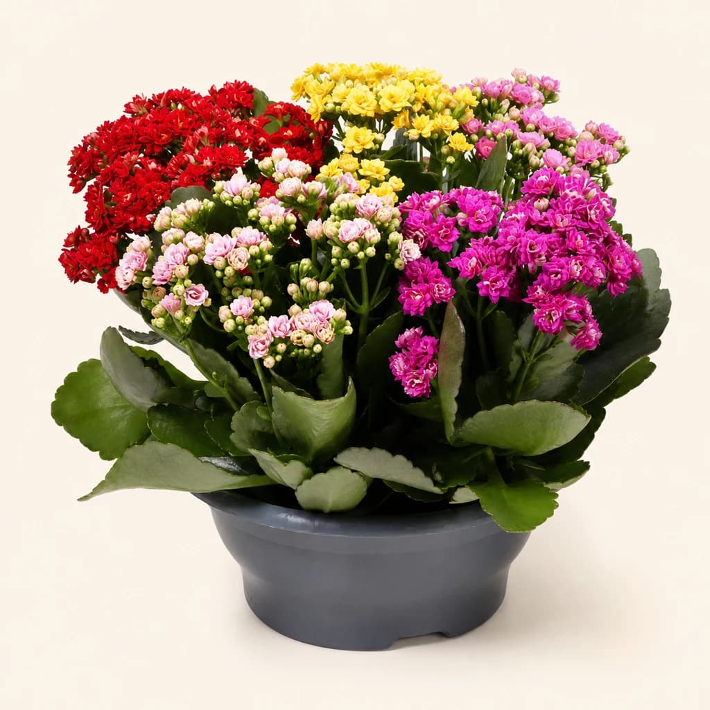 Kalanchoe Cinqolori Carnaval multicolor