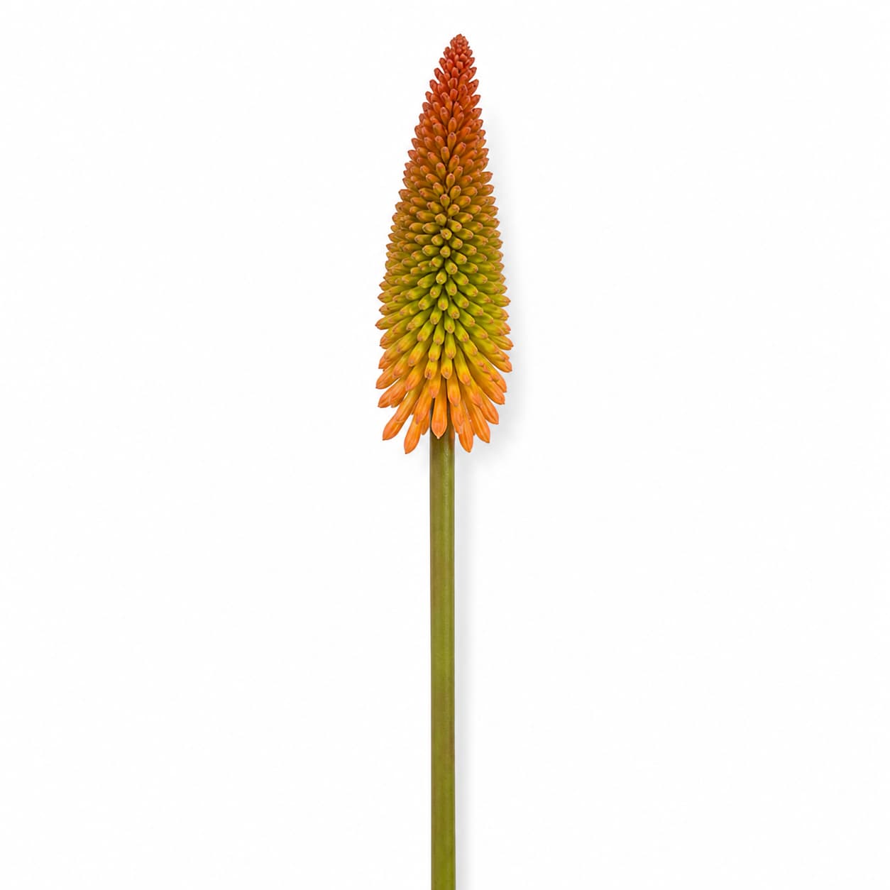 Kniphofia Alcazar
