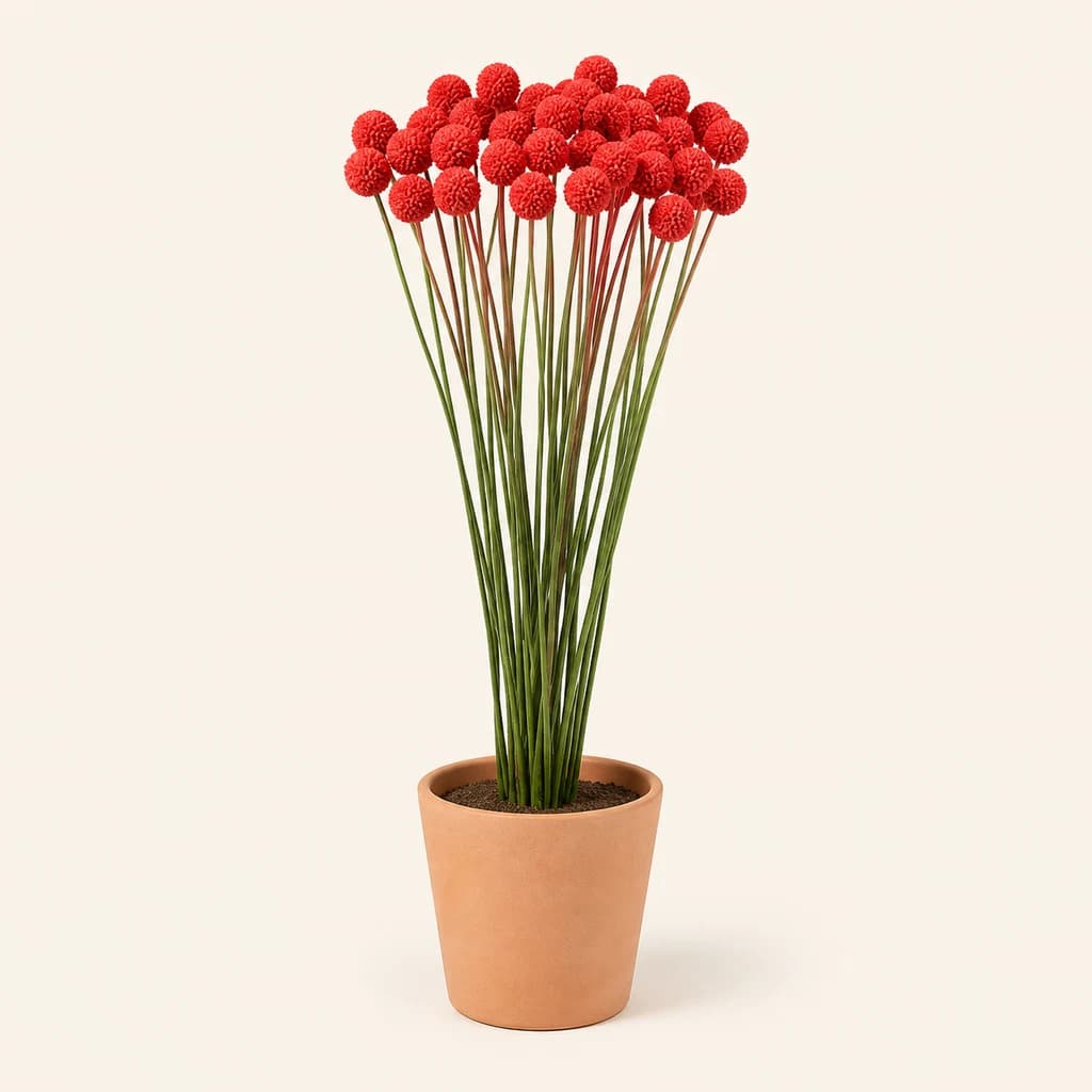Craspedia teñida roja
