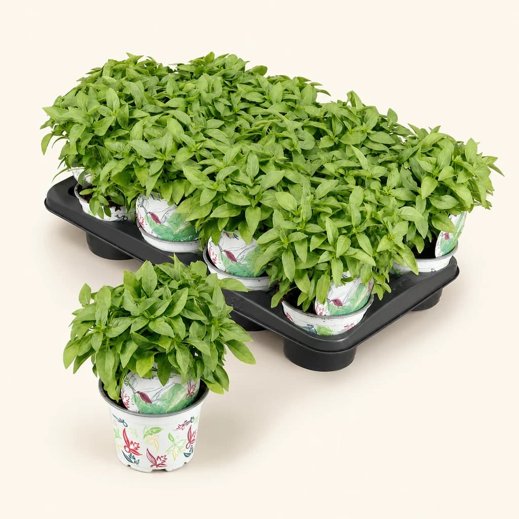 Ramo de 12 tallos de Ocimum basilicum (albahaca antimosquitos)