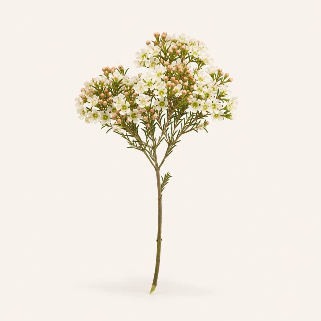 Flor de cera Dawn Pearl blanca