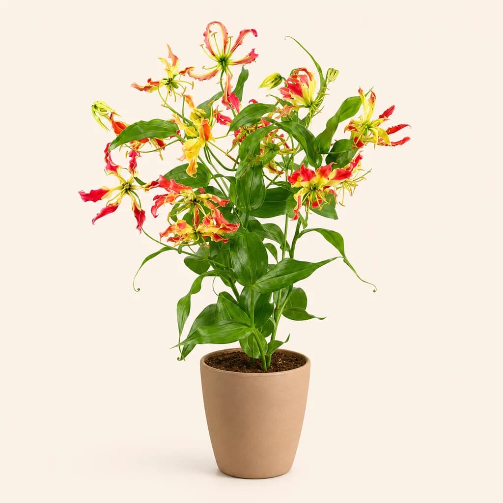 Gloriosa Simba Fifty Shades multicolor