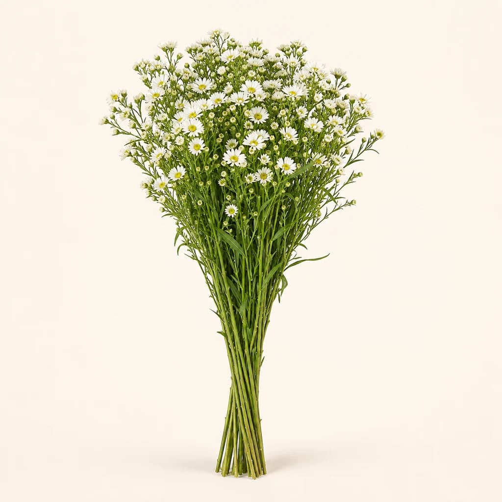 Áster Sunspring branco