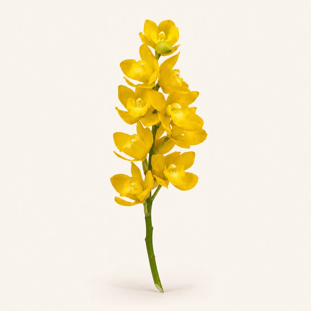 Vara de Cymbidium Amarilla Mini Carioca