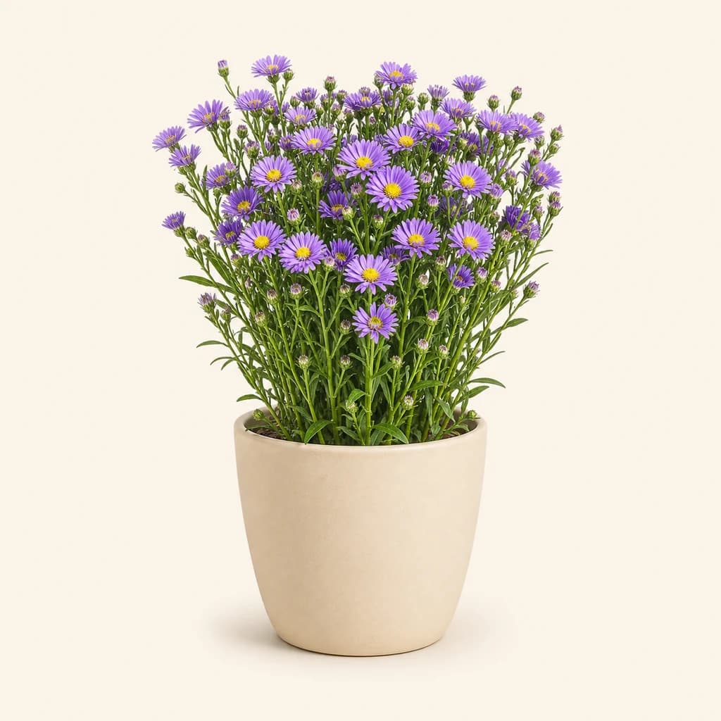 Aster Purple Monarch