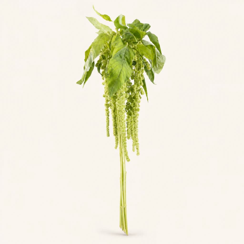 Ramo de 10 amaranto (Amaranthus) verde Cycloop