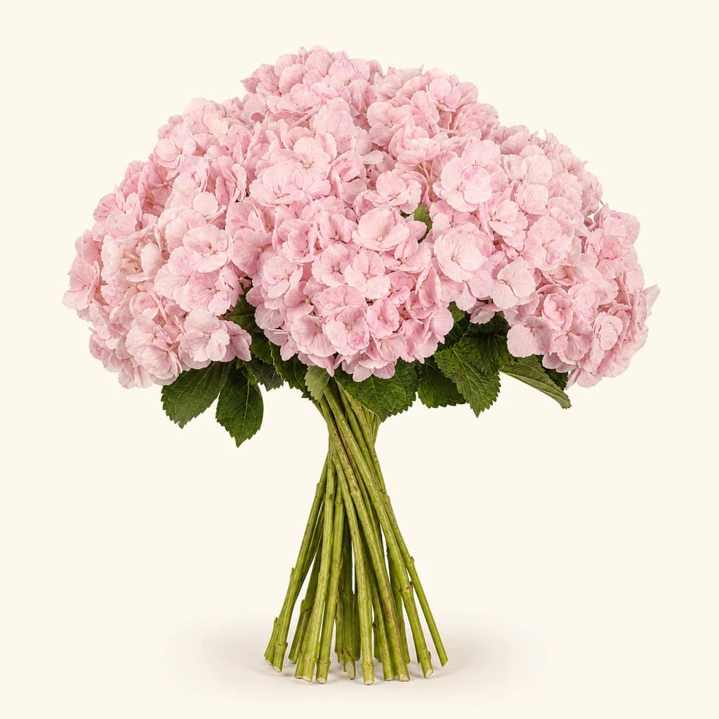 Hortensia (Hydrangea macrophylla) peint rose clair