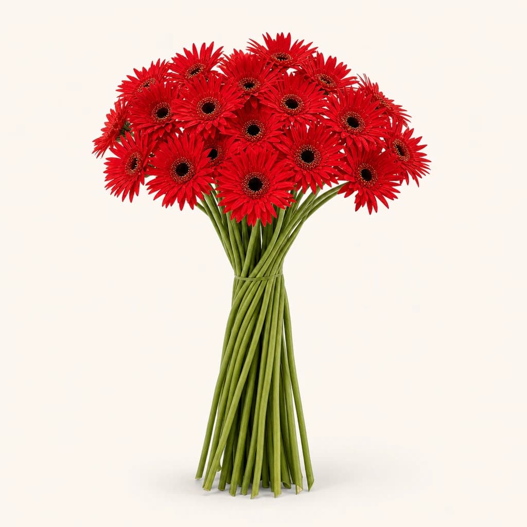 Gerbera mini Solo vermella