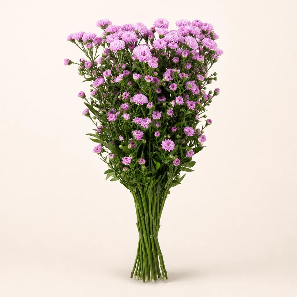 Aster Double Date rosa