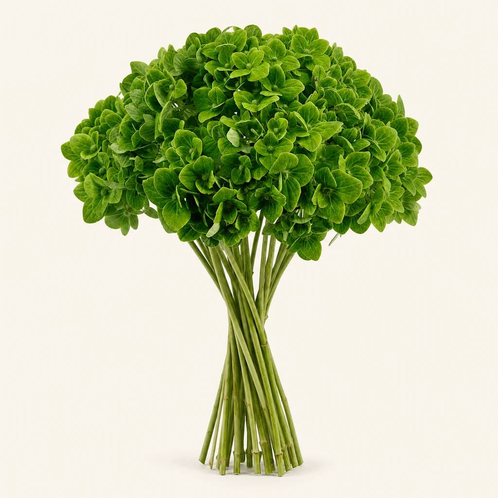 Ramo de Hydrangea macrophylla (hortênsia) Shamrock verde, Flor fresca de 60 cm de comprimento, 15 hastes