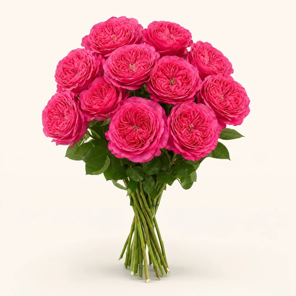 Rosa Baronesse fúcsia