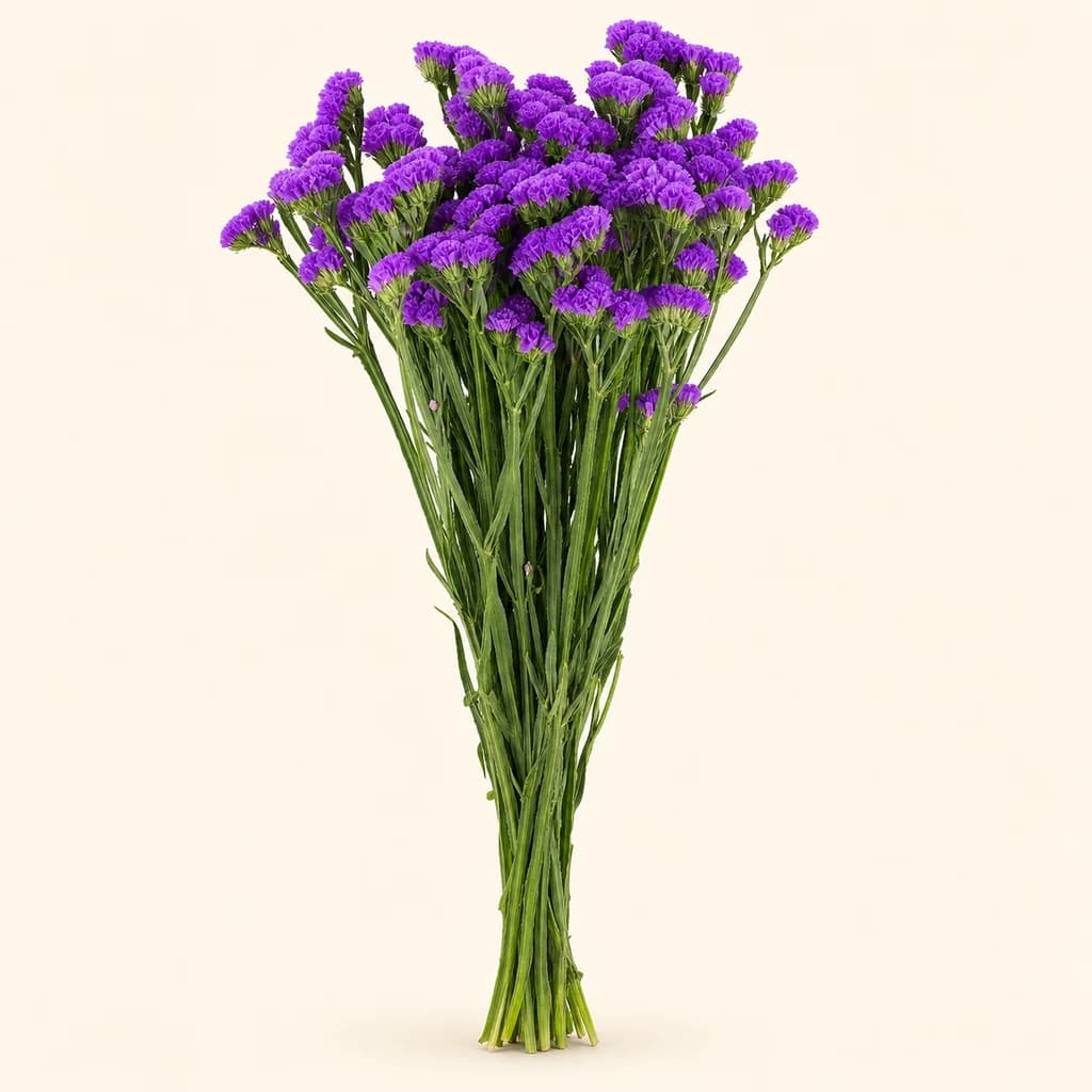 Estatice Morado
