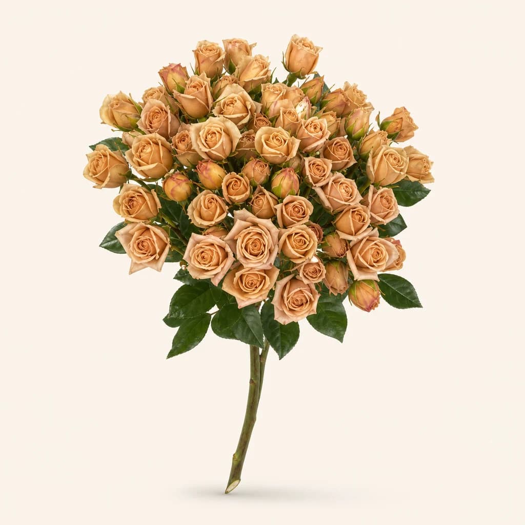 Rosa spray Zahara Chocolate teula