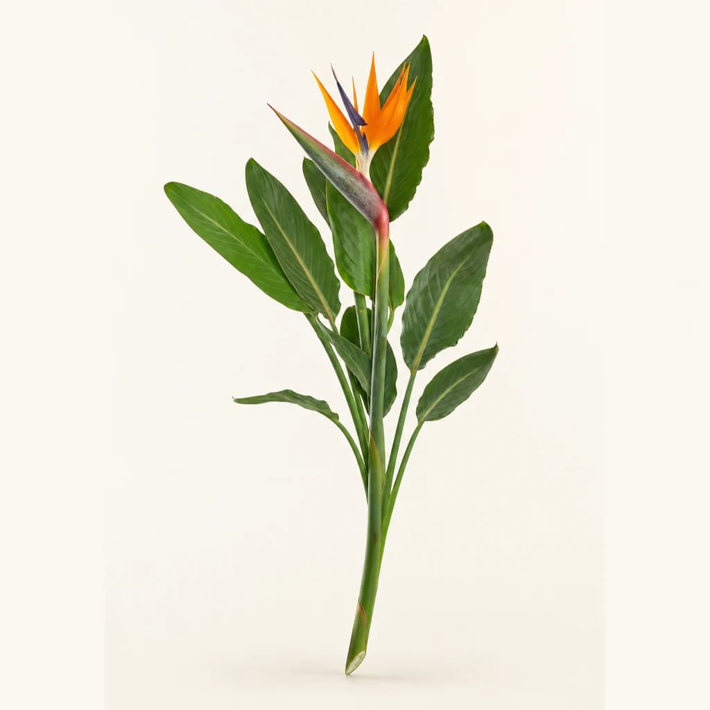 Ave do Paraíso Strelitzia