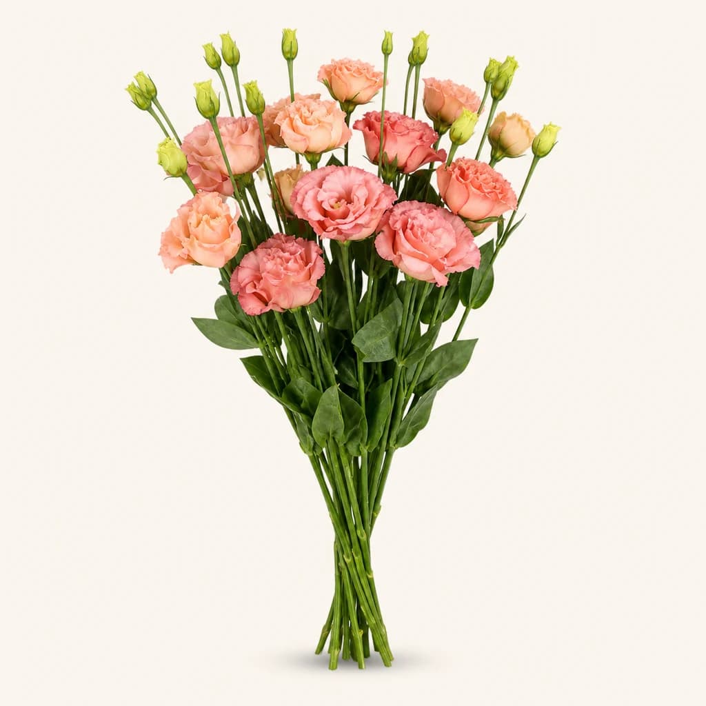 Bouquet de 10 Lisianthus (Eustoma) double Sabrina Orange