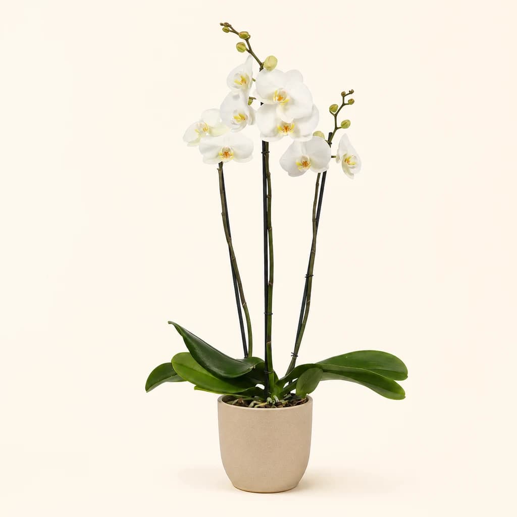 Orchidée Phalaenopsis Blanche Grande Fleur (3 Tiges)