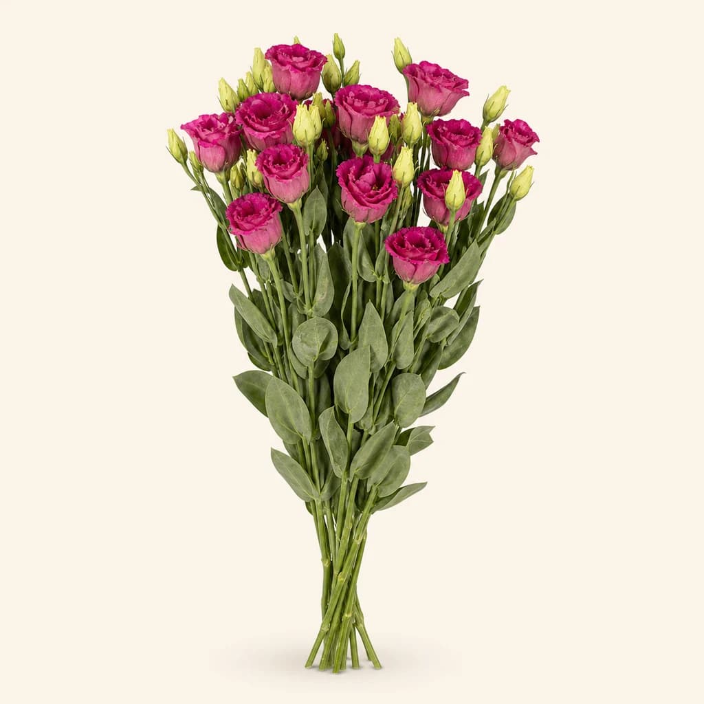 Ramo de 10 lisianthus (Eustoma grandiflorum) duplos Arosa vermelhos