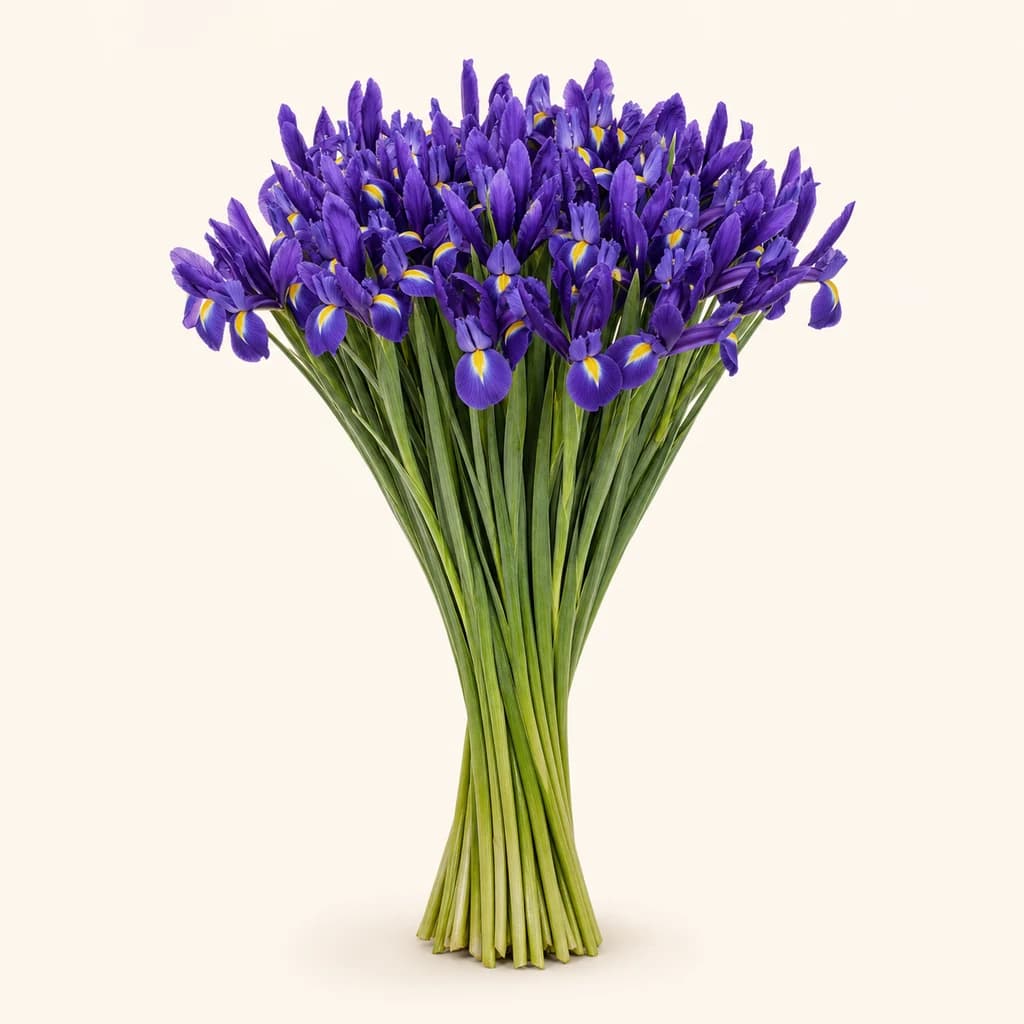 Ram de 50 Iris Morats Valentine