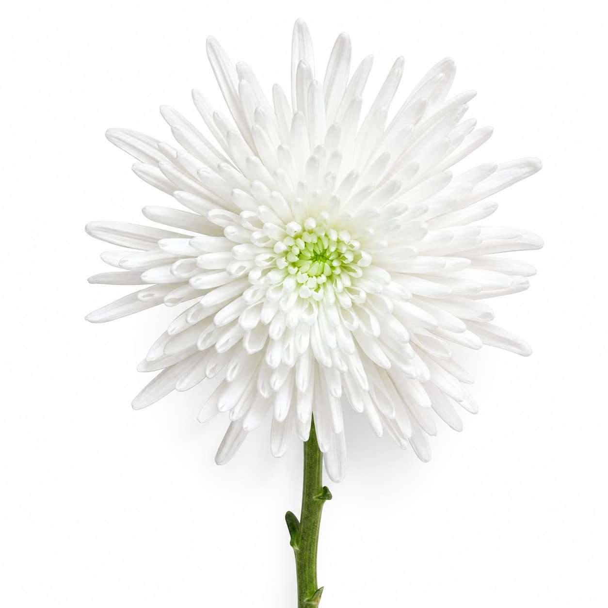Chrysanthème Topspin blanc