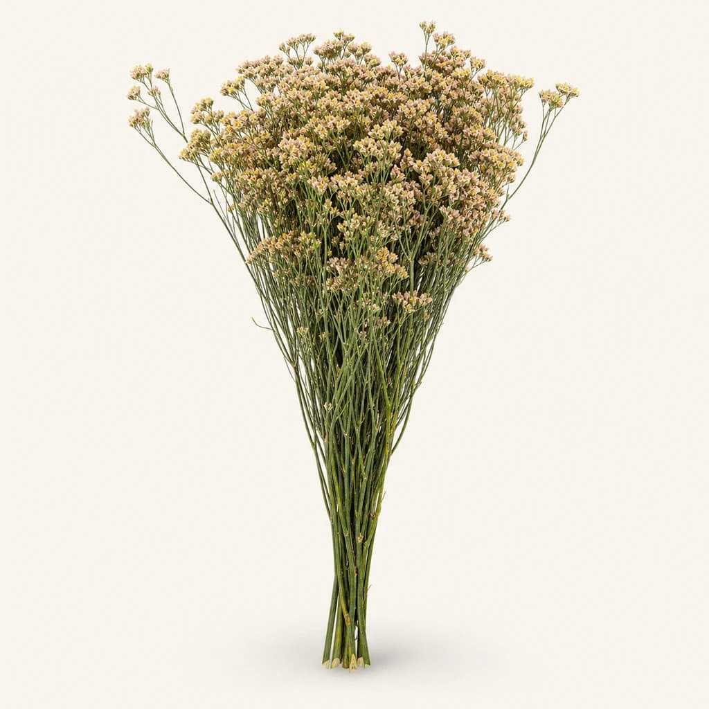 Limonium Sensy Nectarine izokina