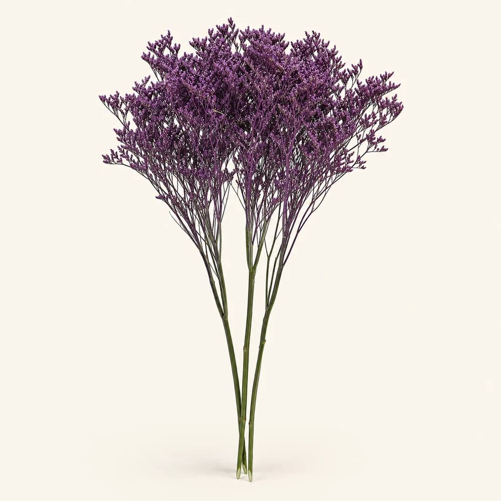 Limonium Roxo Preservado