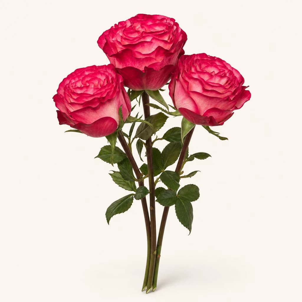 Rosa Enchantment blanc i rosa