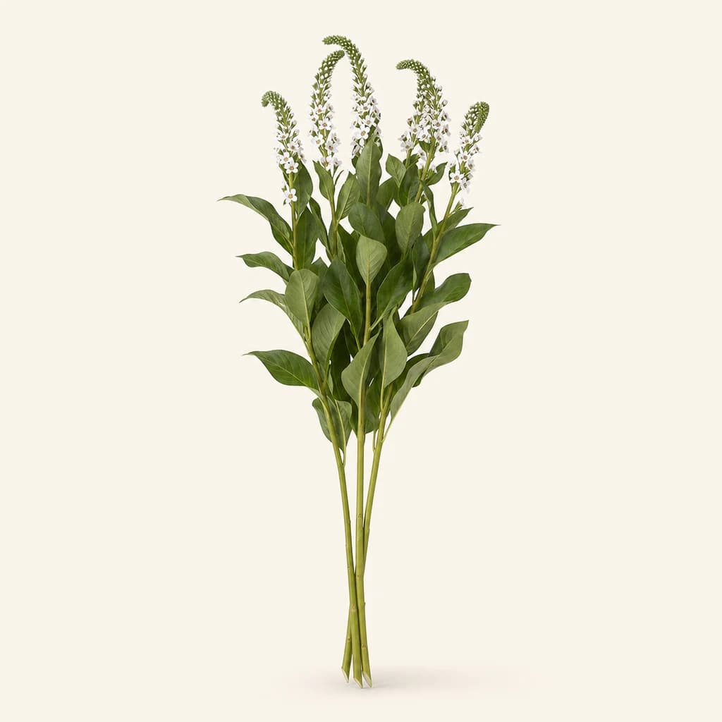Lysimachia branca