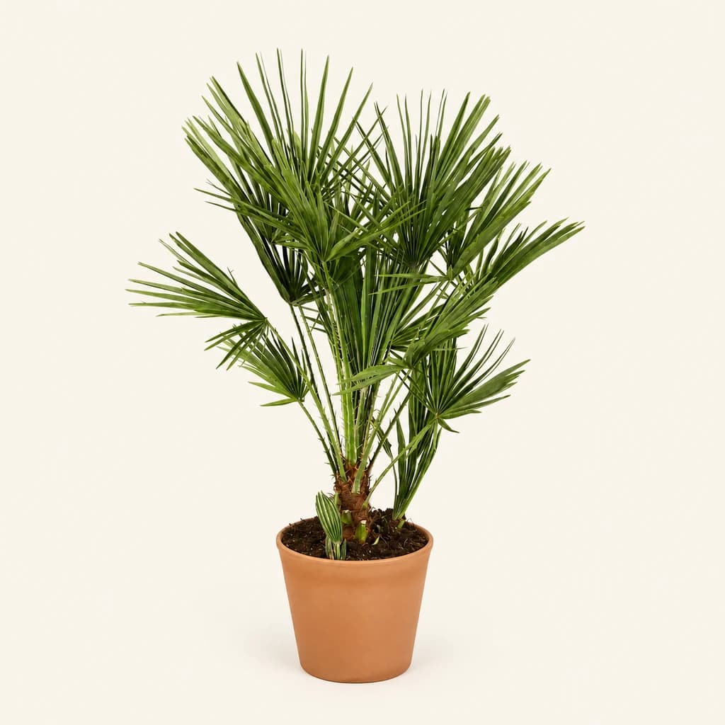 Palmito Chamaerops Humilis