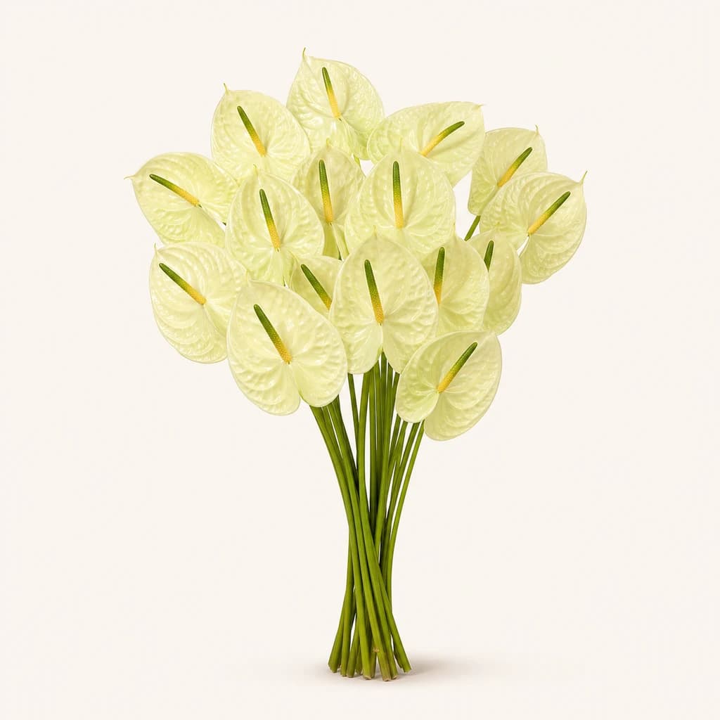 Anthurium Marysia (anturi) groc crema, pack professional