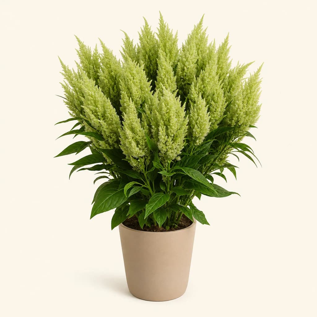 Ram de 5 celòsies plomoses verdes Sunday Green