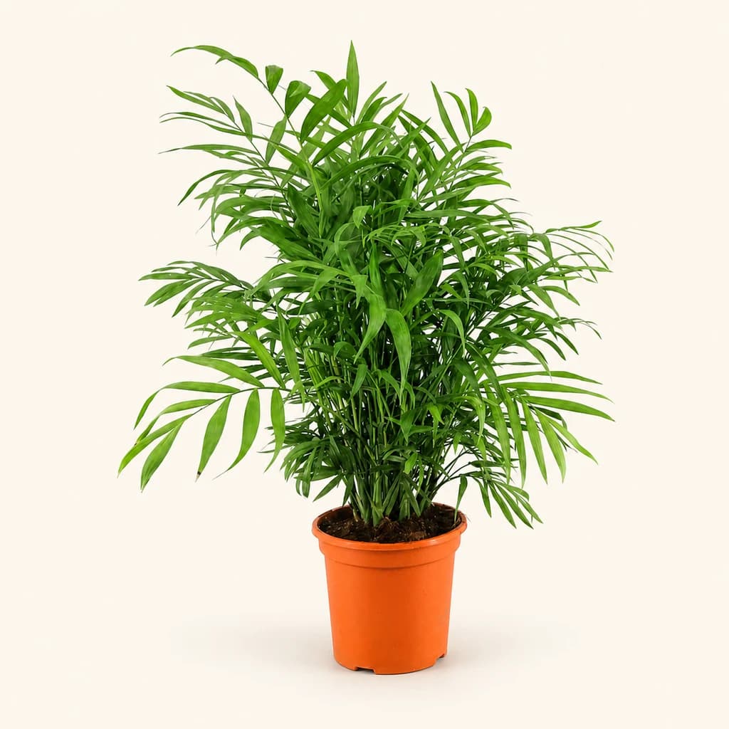 Chamaedorea Elegans