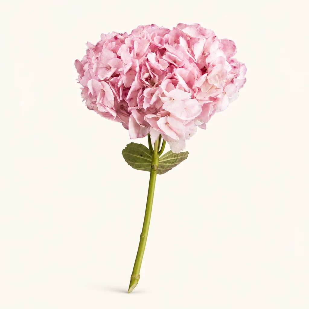 Ramo de 15 hortensias (Hydrangea) pintadas Rebeca rosa claro