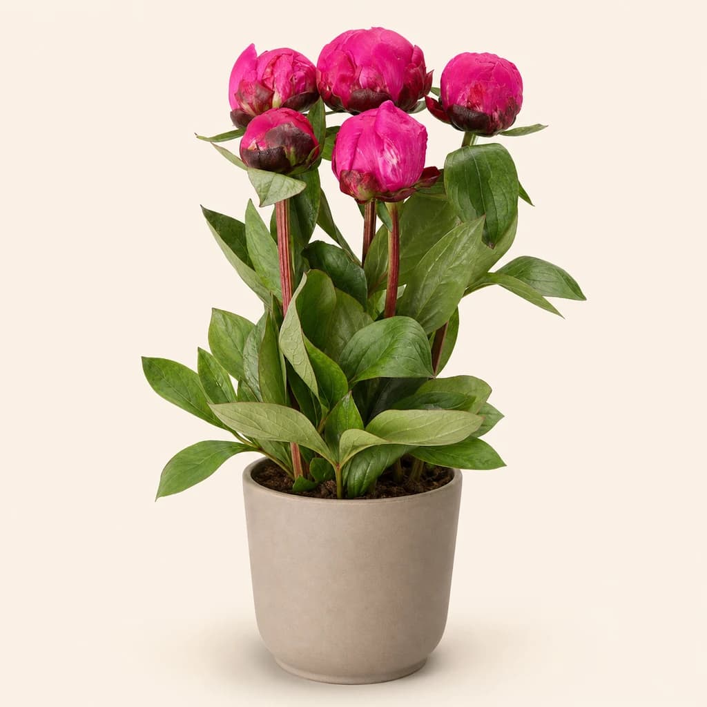 Bouquet de pivoines fuchsia Red Sarah Bernhardt (Paeonia lactiflora)
