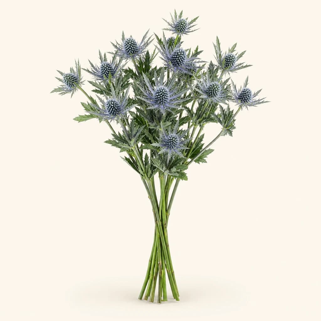 Éryngium Orion bleu