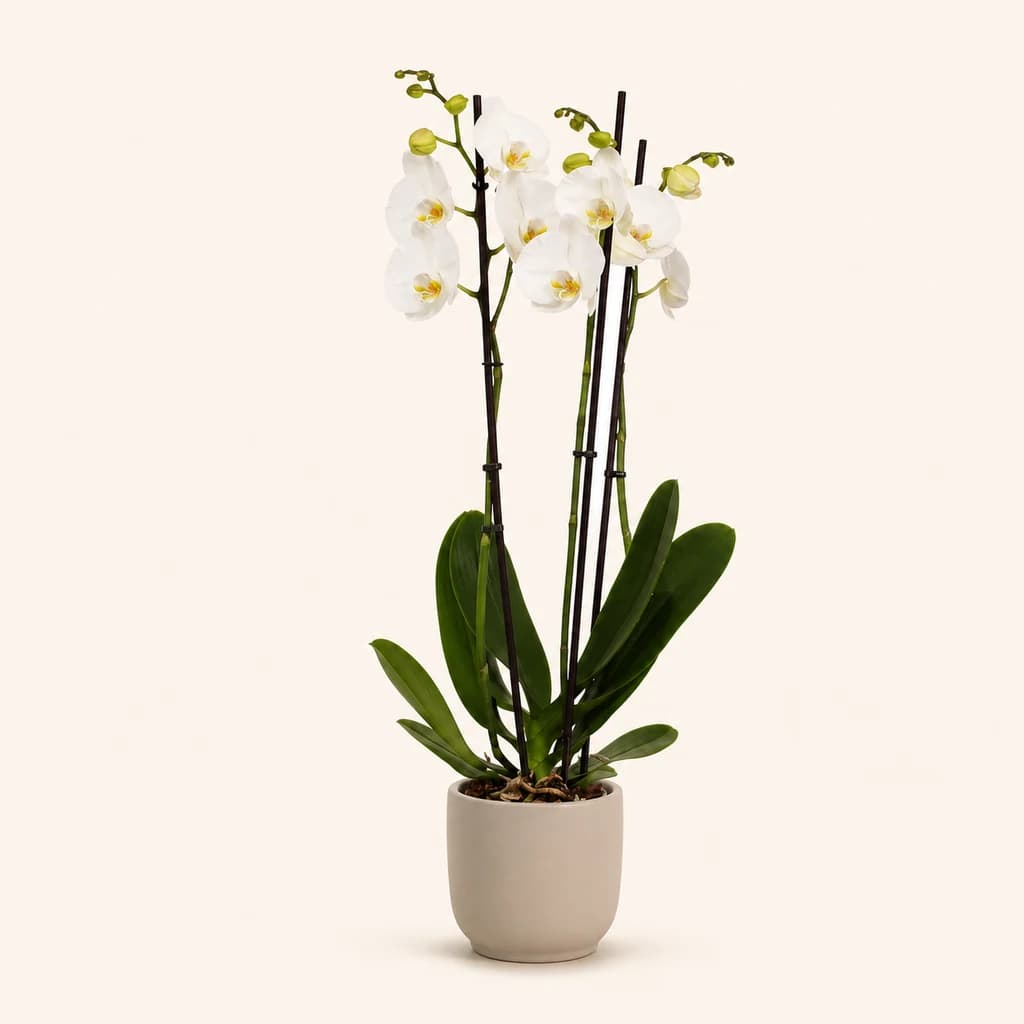 Orquídea Phalaenopsis Blanca 'Nottingham'