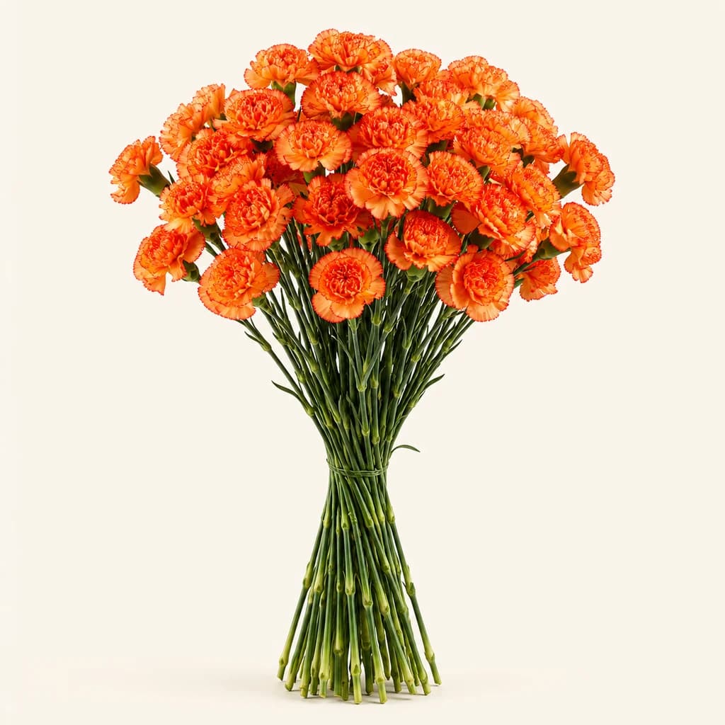 Œillet Cowboy orange