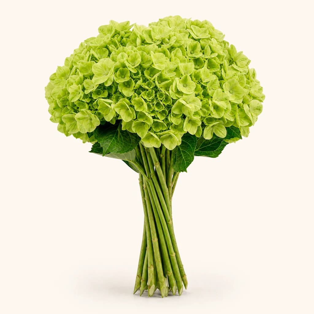 Ramo de hortênsia Lime Green (Hydrangea macrophylla), Flor fresca de 60 cm de comprimento, 20 hastes