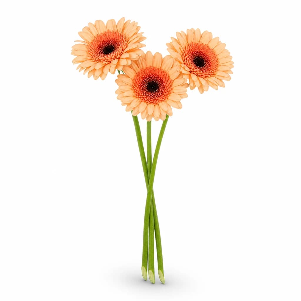 Gerbera mini Oreo saumon