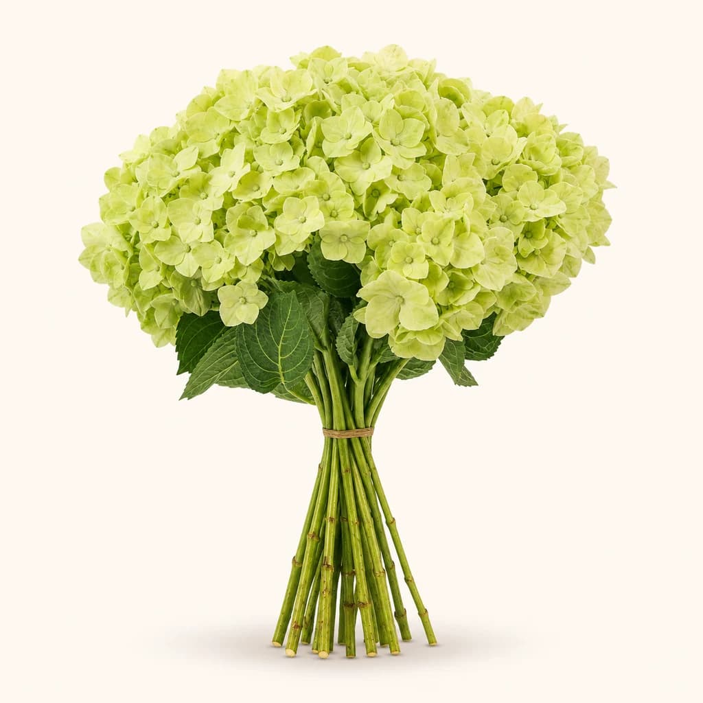 Hortênsia (Hydrangea macrophylla) pintada verde-clara, Flor fresca de 60 cm de comprimento, ramo de 20 hastes