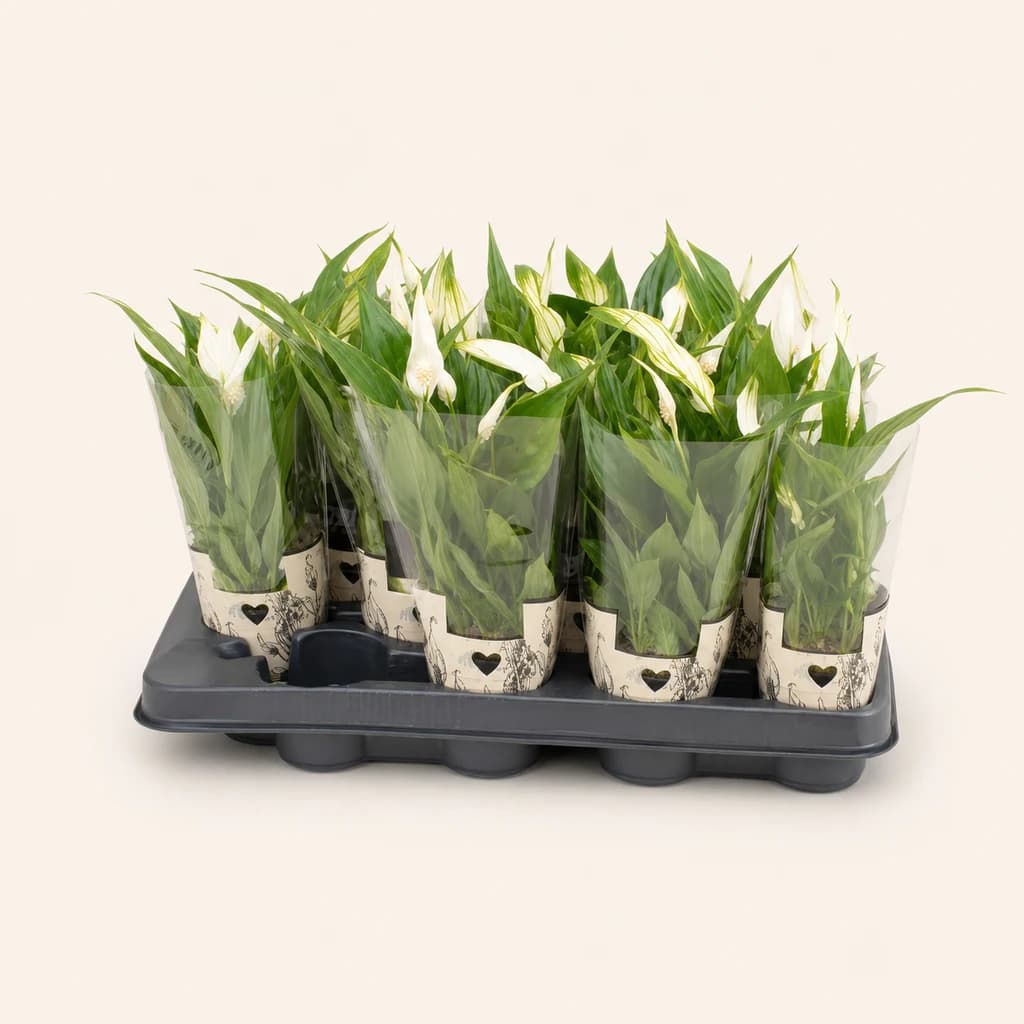 Spathiphyllum Pearl Cupido