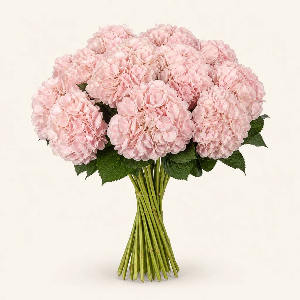 Bouquet de 15 hortensias (Hydrangea) Parisian Pink rose clair