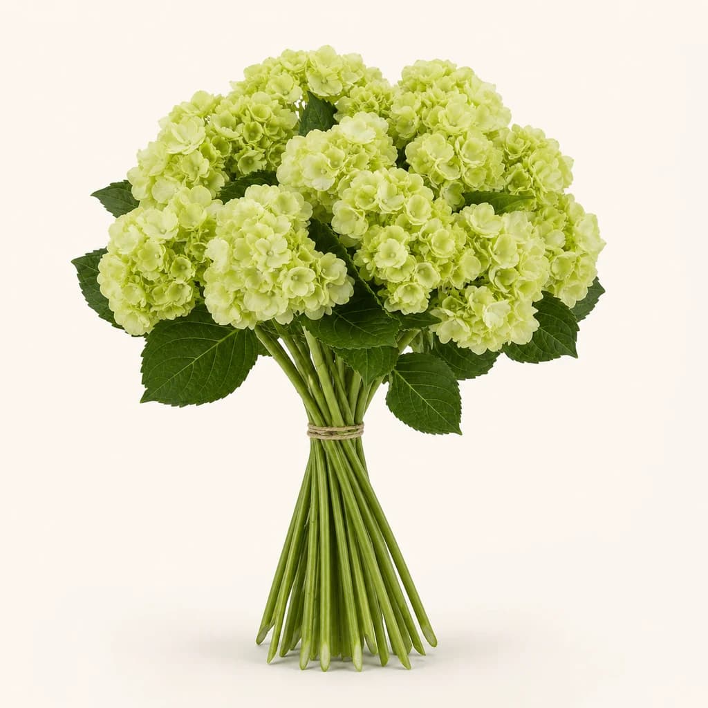 Ramo de hortênsia verde-claro (Hydrangea macrophylla), Flor fresca de 50 cm de comprimento, 25 hastes