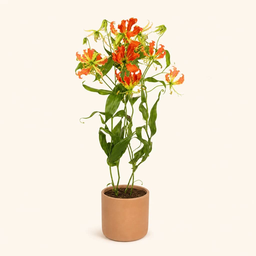 Gloriosa Exotic Orange