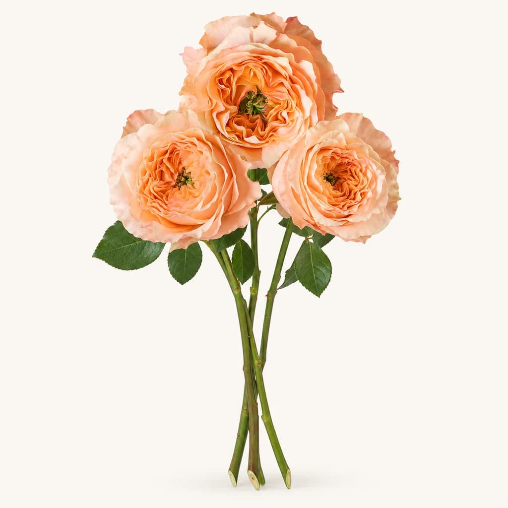 Rosa spray Melon X-Pression préssec