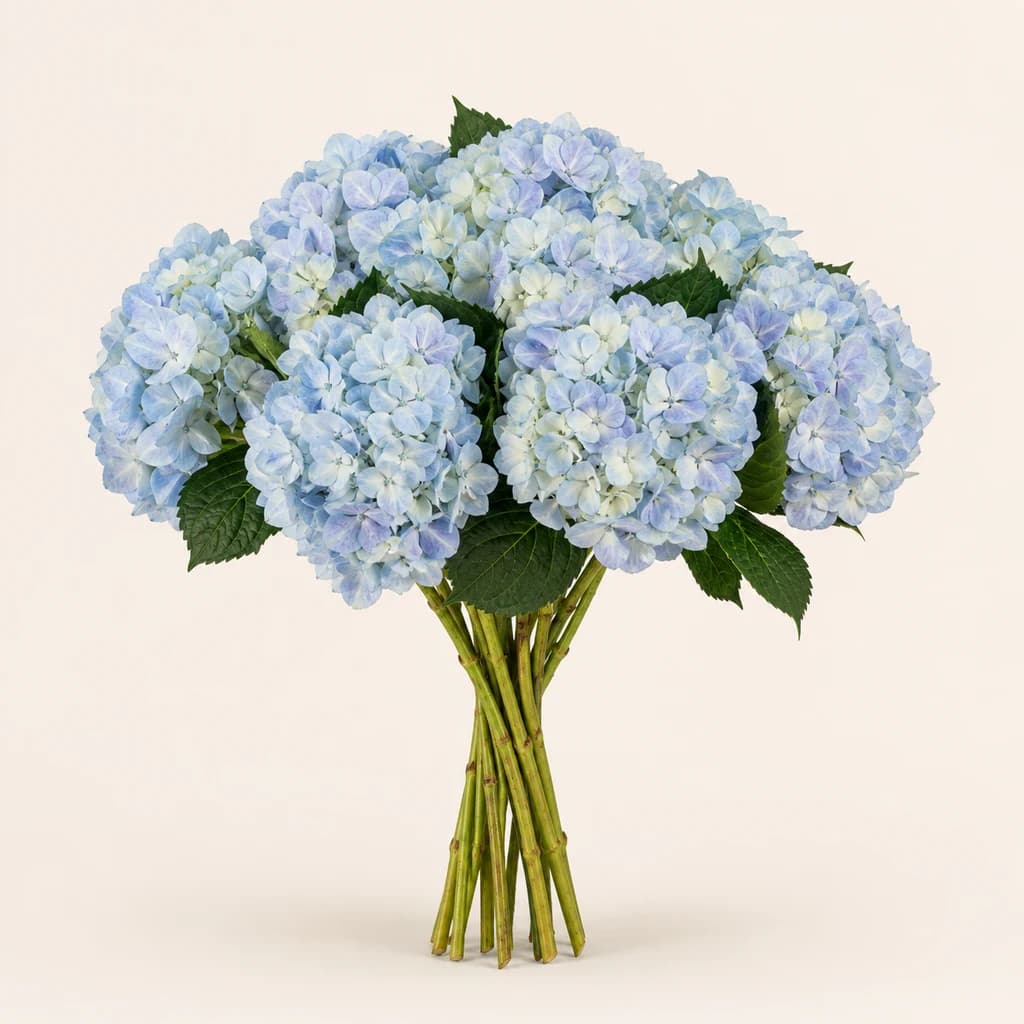 Hortensia bleu clair Jumbo (Hydrangea macrophylla)