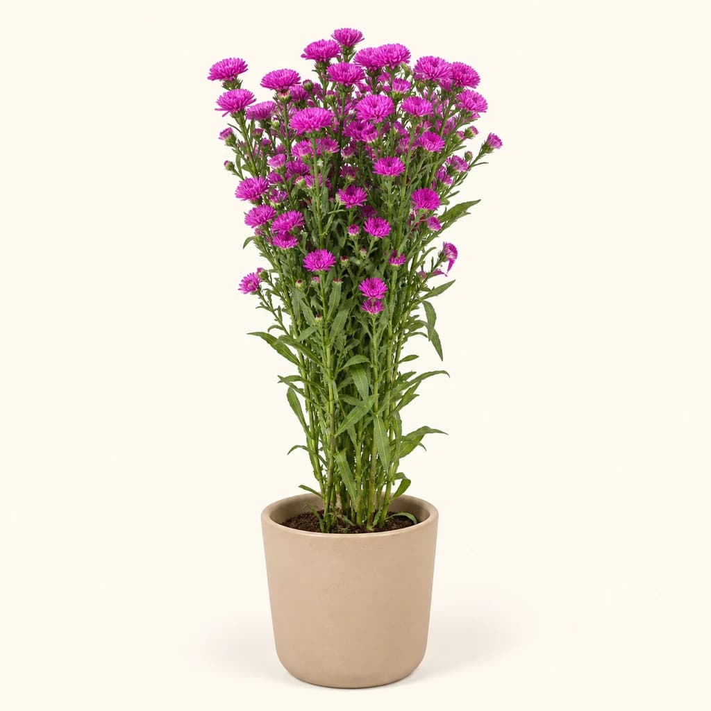 Ramo de 25 Asteres Fucsias Primavera