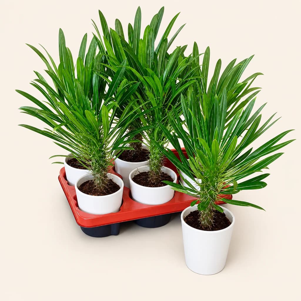 Lot de 6 Pachypodium (palmier de Madagascar) en céramique 20 cm